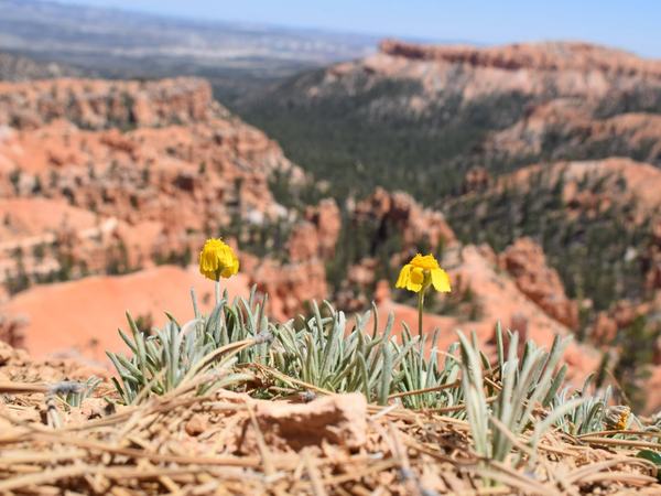 6-2026-Bryce-Canyon-1