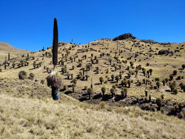 Bosque de puyas de raimondi