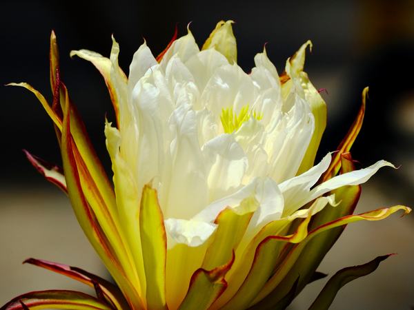 Flor-de-Pitahaya-3-2026