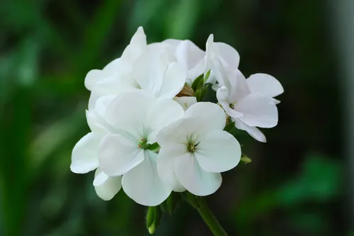 Prayer Items and God's Creation