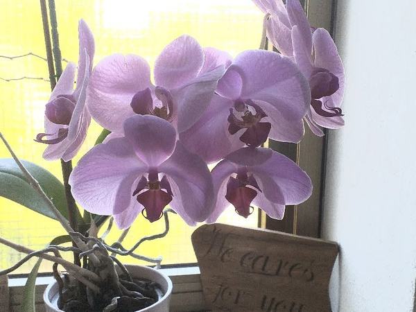 Orchids-in-Bloom-6-2026