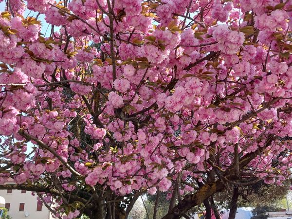 Spring-in-Italy-4-7-2024