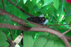 Tree Top Visitor
