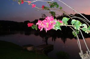 Brazilian Flowers